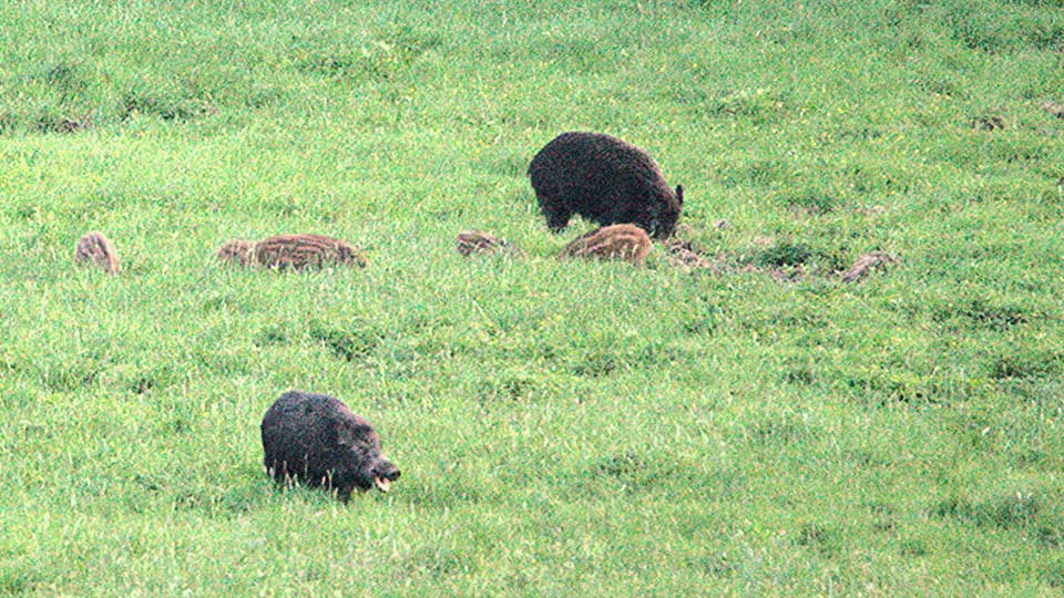 En flock vildsvin på en äng.