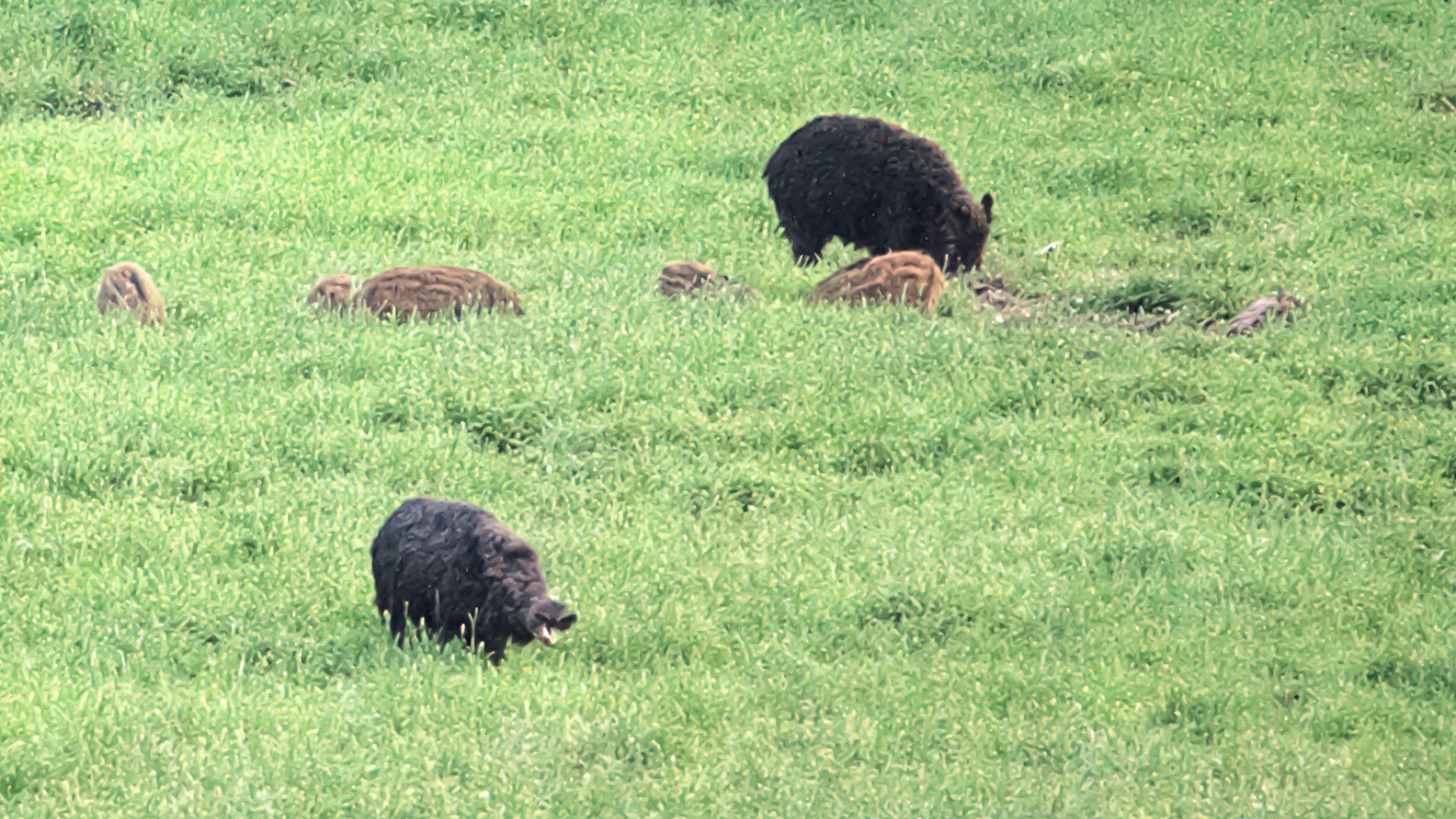En flock vildsvin på en äng.