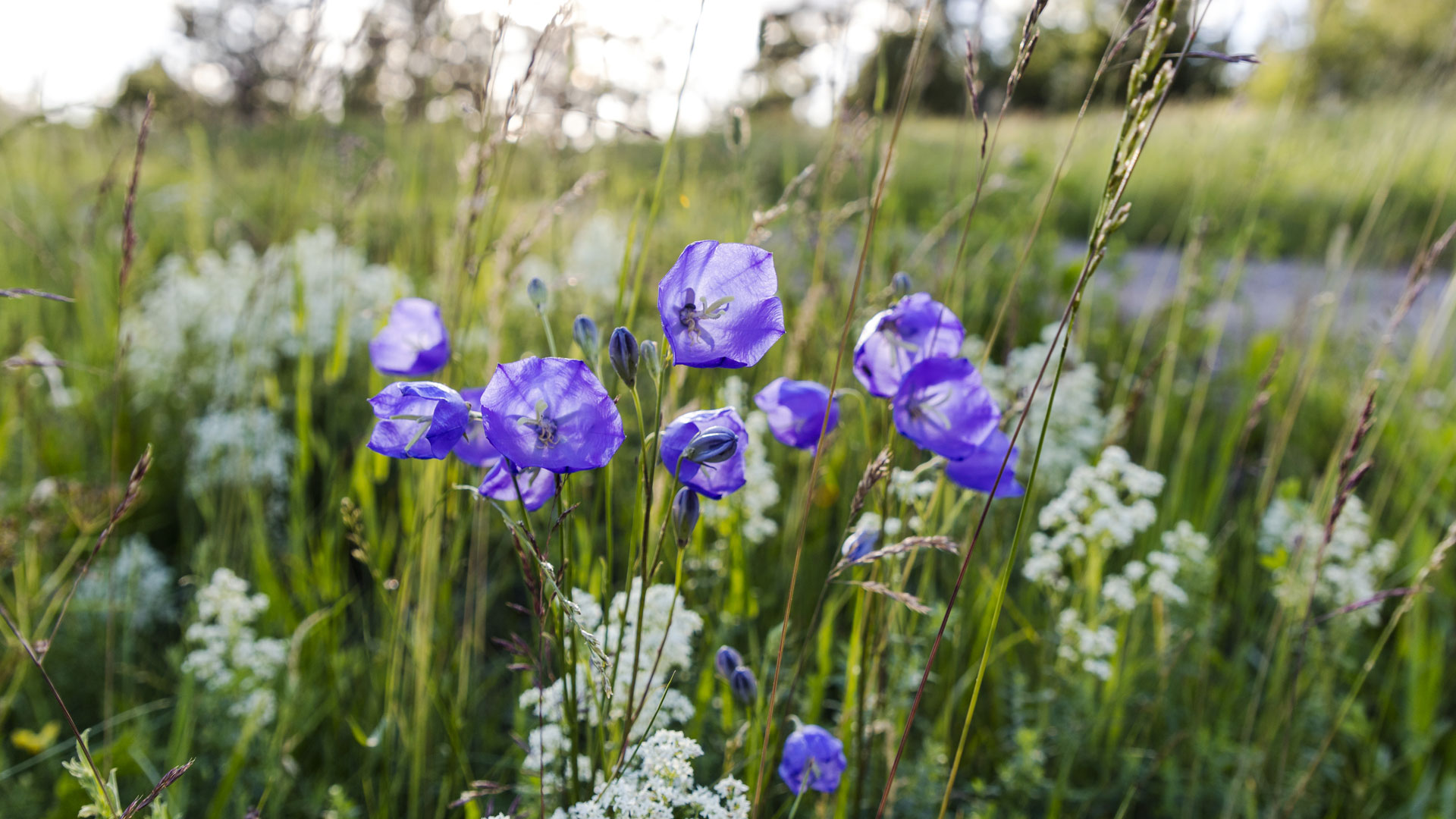 Blommor vid vägkant, Horn, Östergötland.
