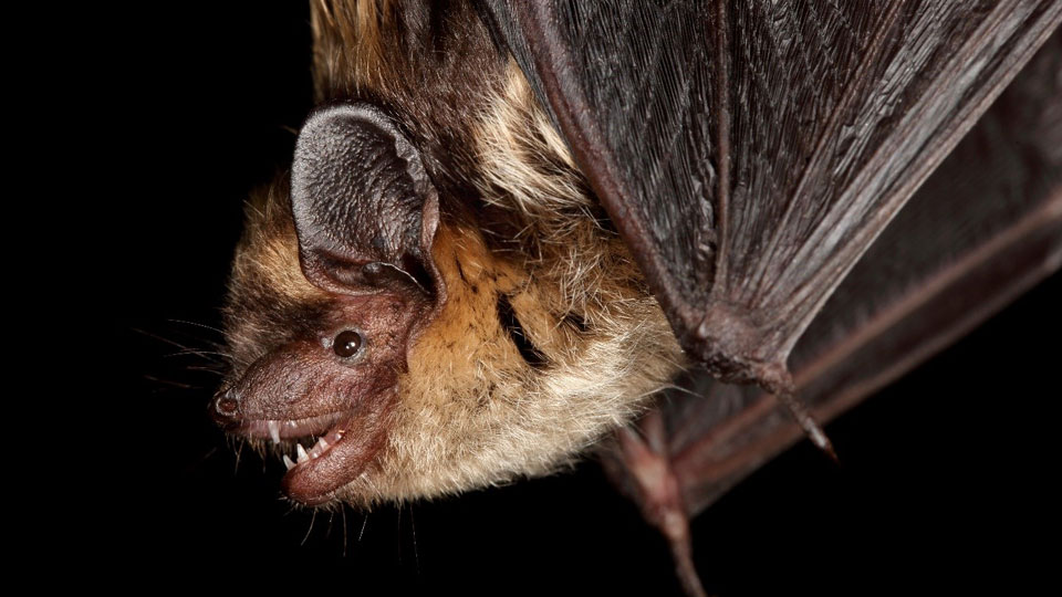 Nordfladdermusen Eptesicus nilssonii.