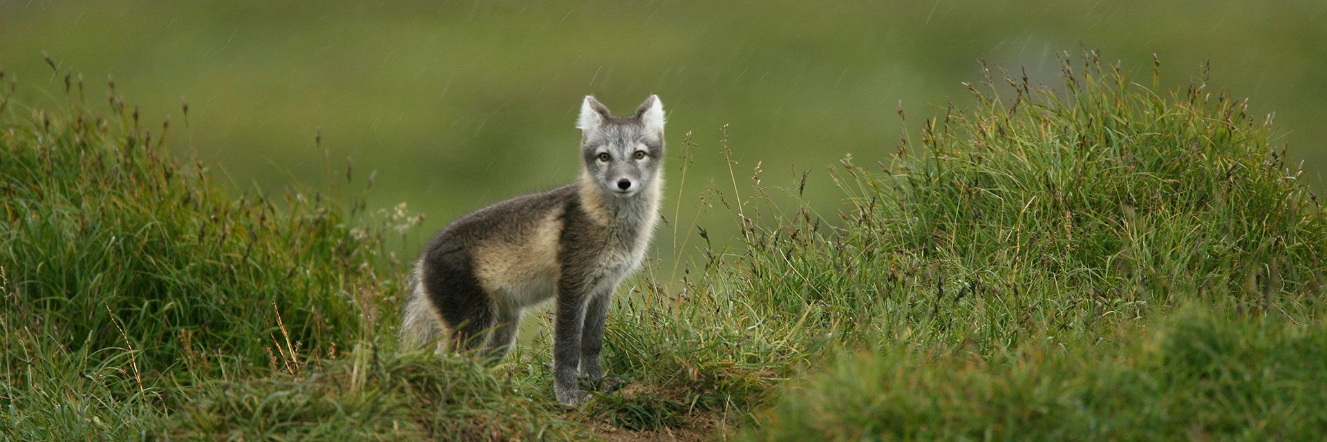 Fjällräv i gräslandskap