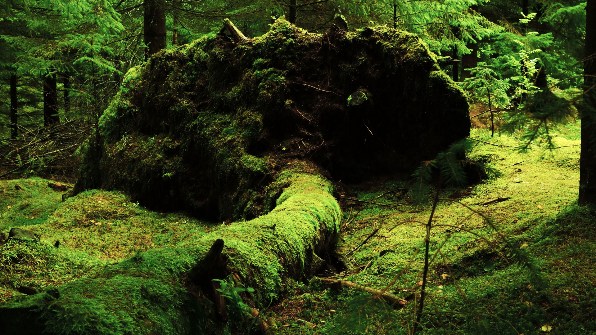 Mossa på liggande träd i skog.