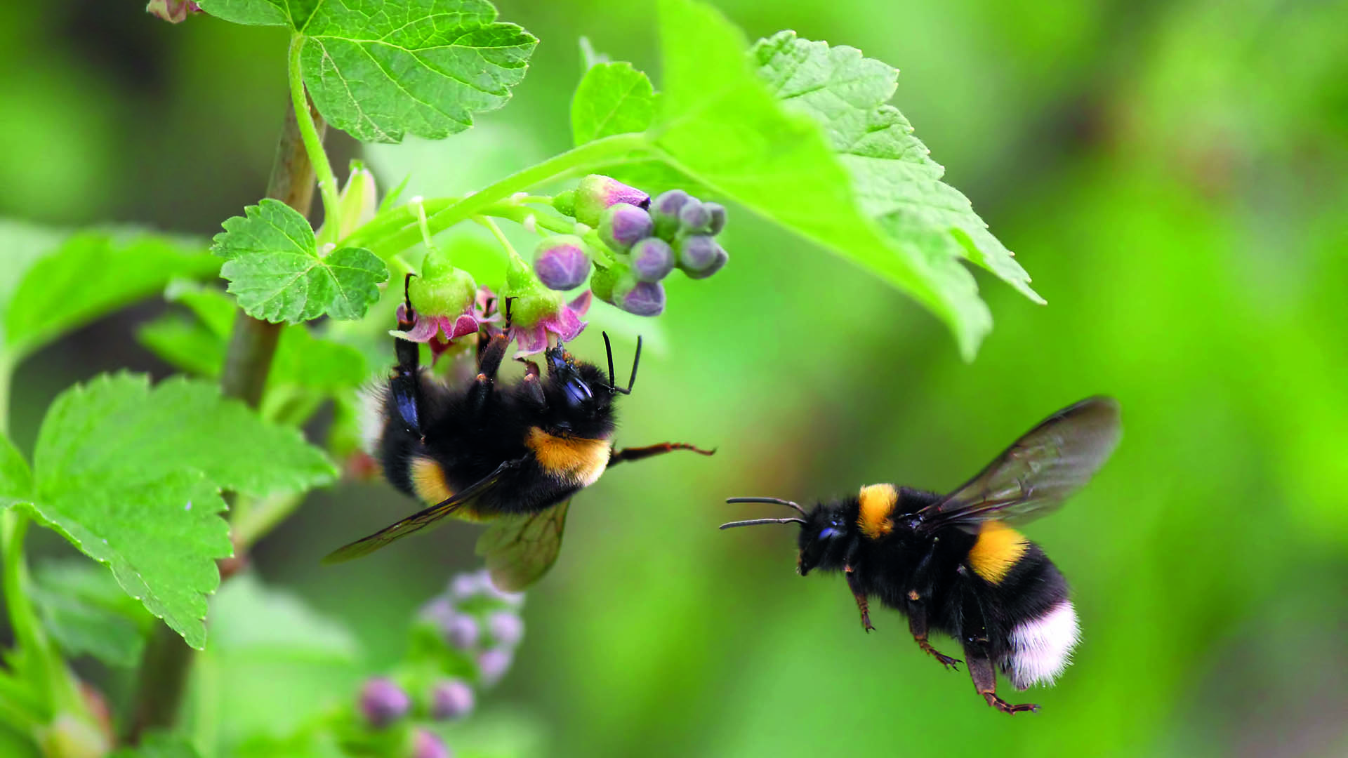 Fotograf: Worklater1
Bildbyrå: iStock Två humlor! den ena humlan flyger och den andra äter från en blomma.