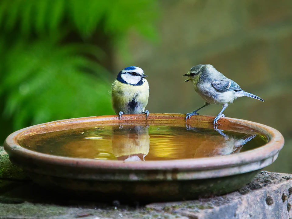 Två småfåglar på ett fat med vatten