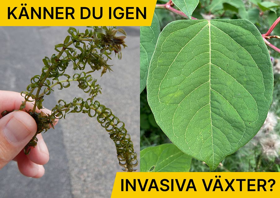 kampanjbild.jpg