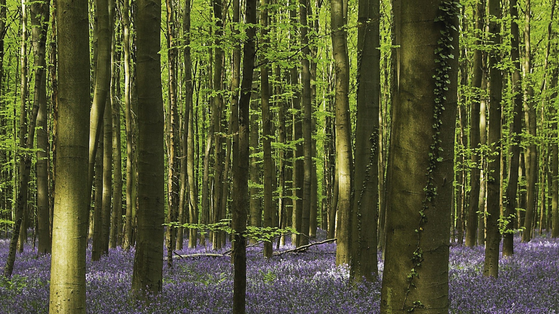 Fotograf: Jan Plue. Tät bokskog med ett lila blomsterhav på marken.