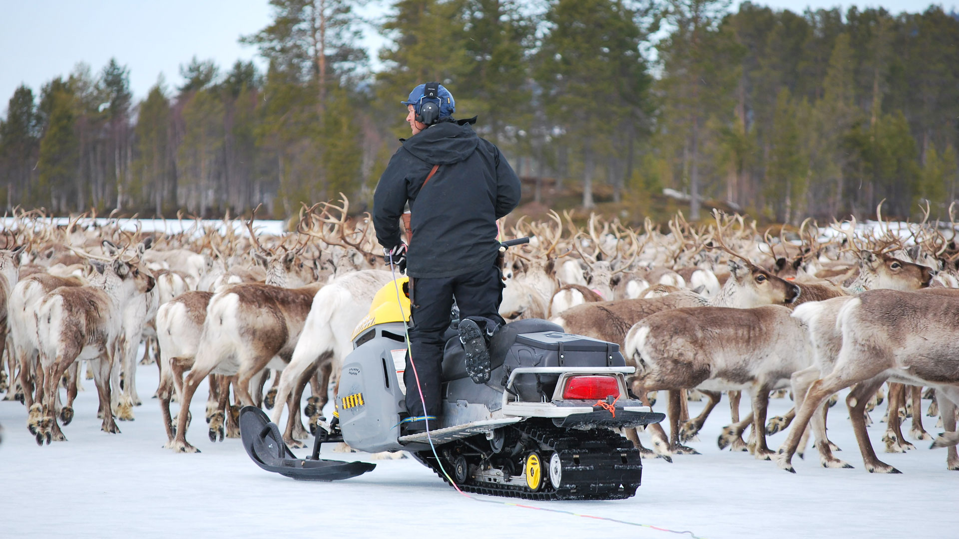 Person på skoter framför renflock.