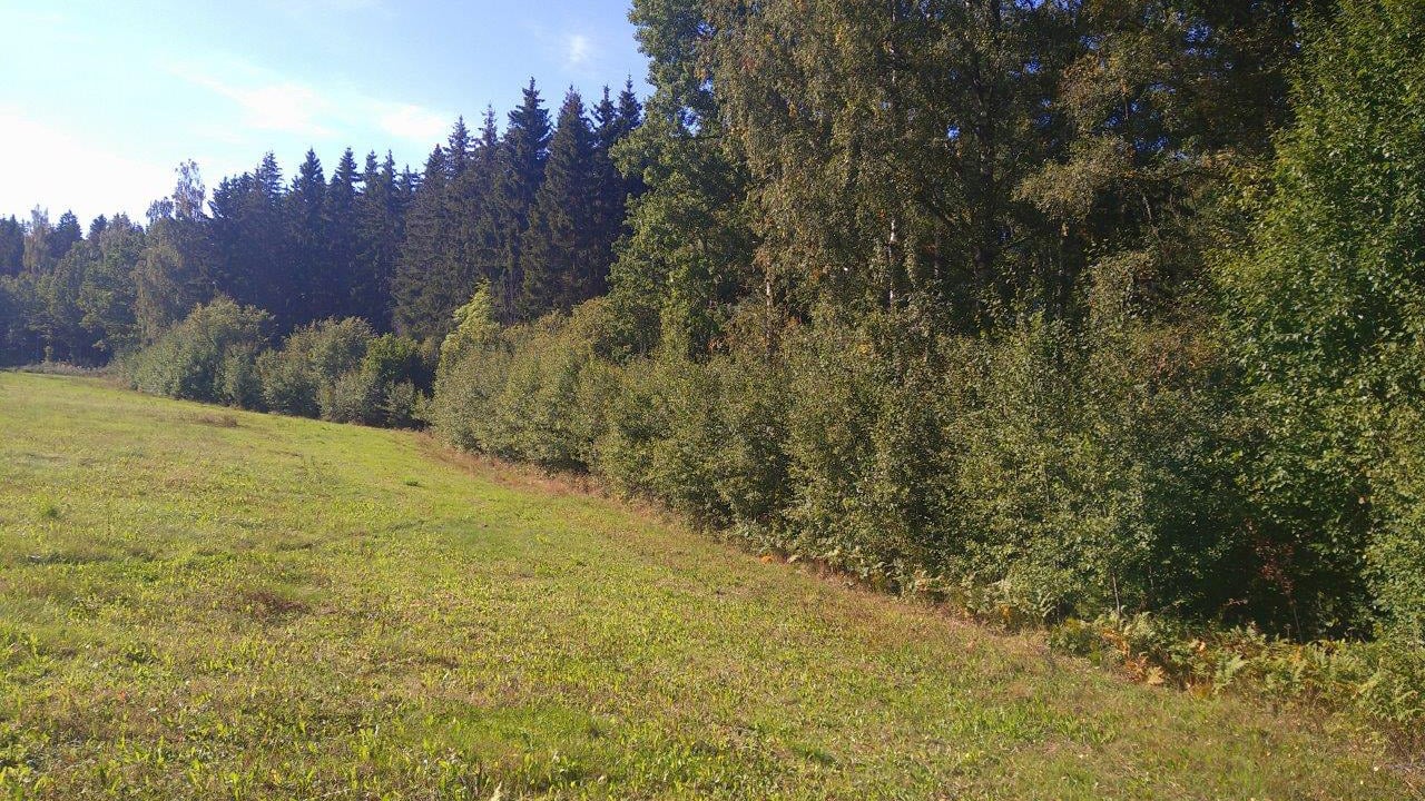 Fotograf: Joakim Frick Ett skogsbryn med blandad skog bakom.