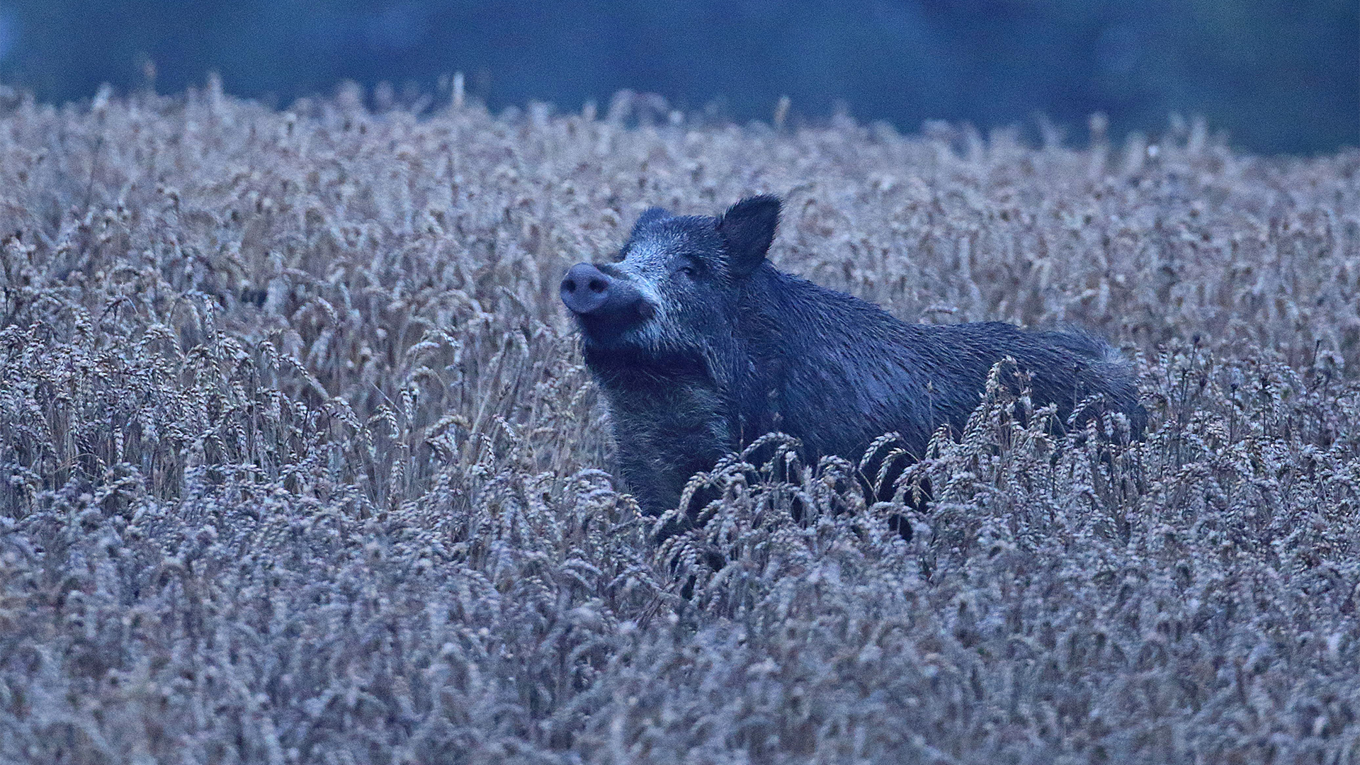 Fotograf: Anders Jarnemo. Vildsvin på åkern