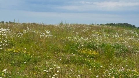 Fotograf: Anders Hjelm En äng med vita blommor.