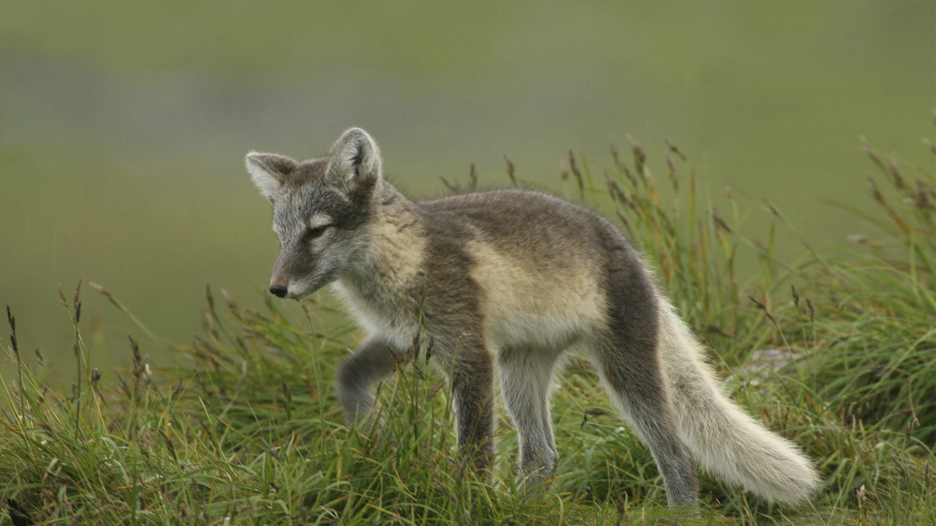 Fotograf: Tero Niemi.
Bildbyrå: Johner. Fjällräv i gräset.