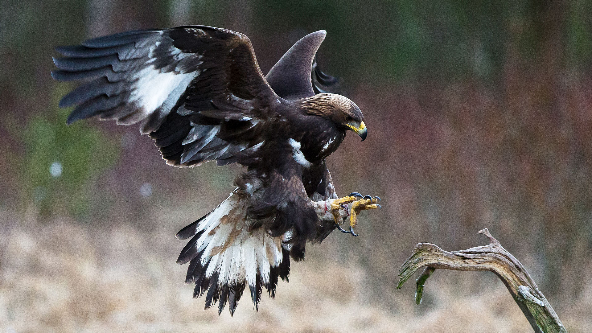 Fotograf: Sture Orrhult. En kungsörn på väg att landa på en gren.