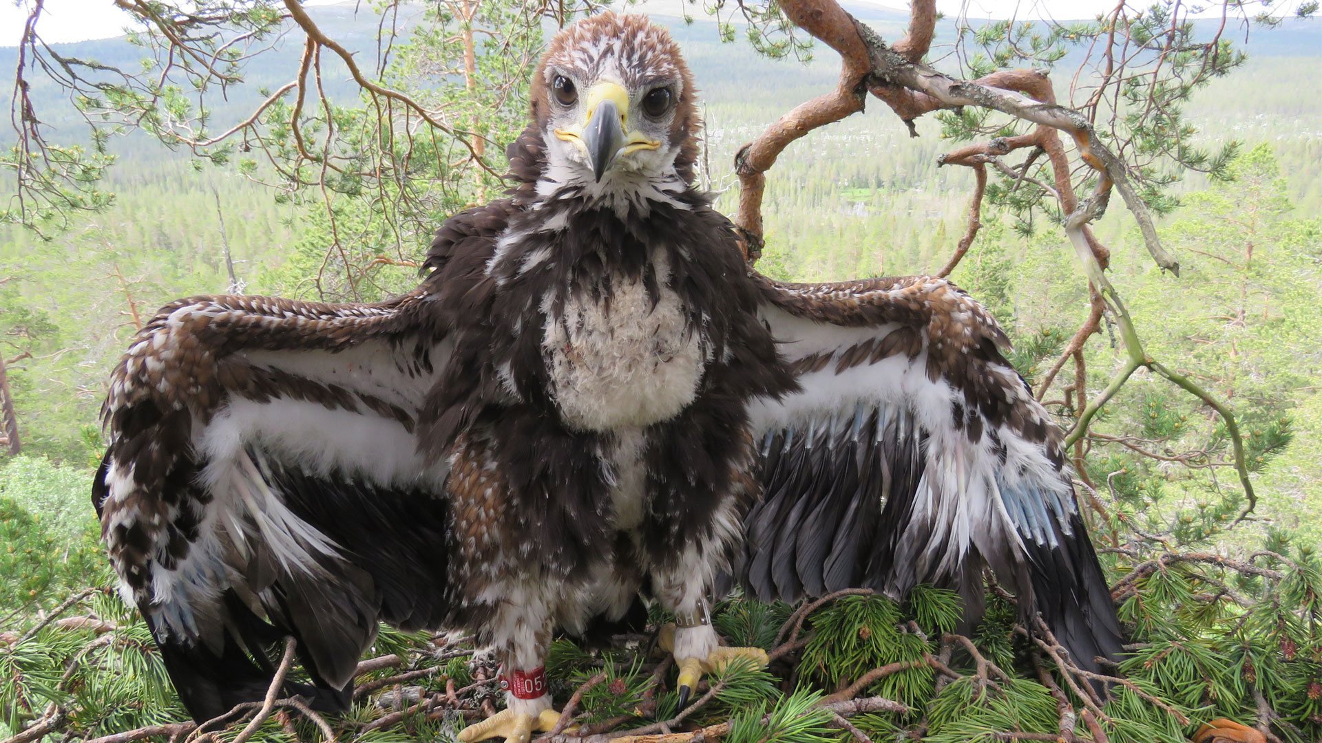 Fotograf: Börje Dahlén. En ung kungsörn, står på en gren med utbredda vingar och tittar in i kameran.