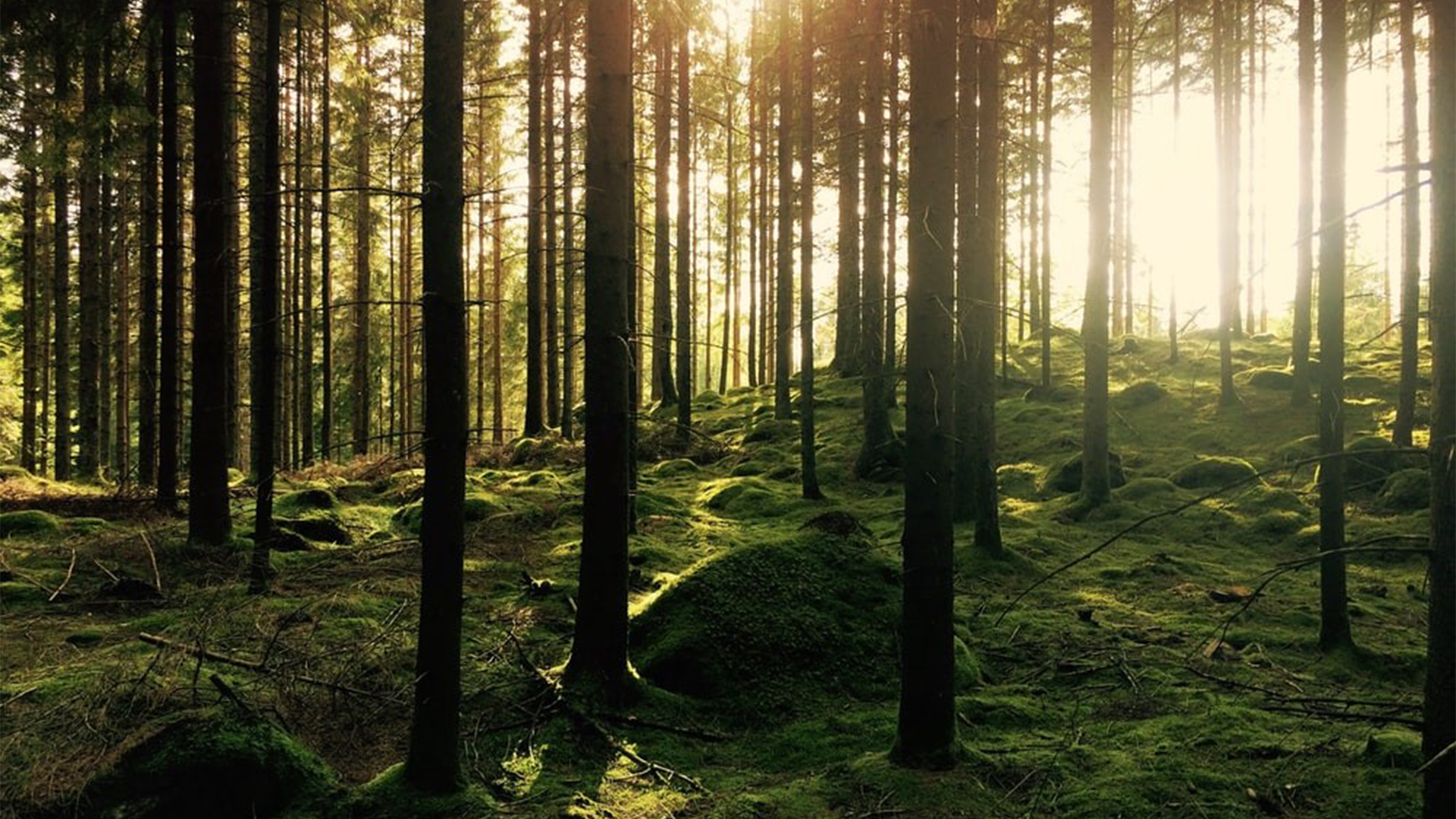 Fotograf: Unsplash. Skogsbild, kolsänkor i skogs- och jordbrukssektorn.