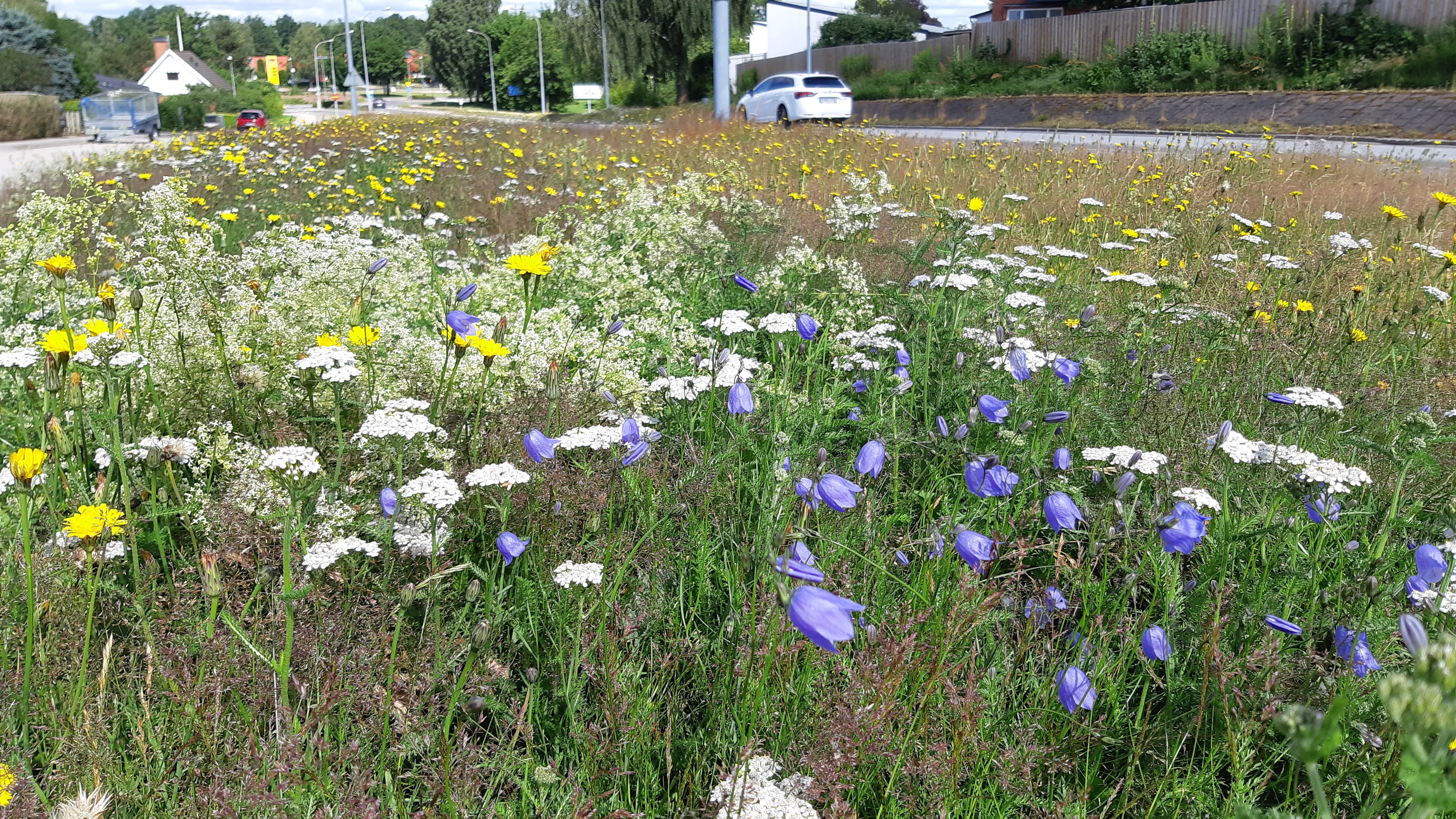 Fotograf: Janne Kohlemainen
Bildbyrå: Växjö kommun En gräsmatta med blommor mellan bilvägar.