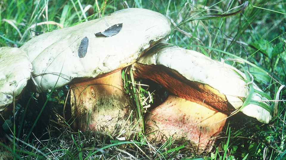 Djävulssopp, Boletus satanas.