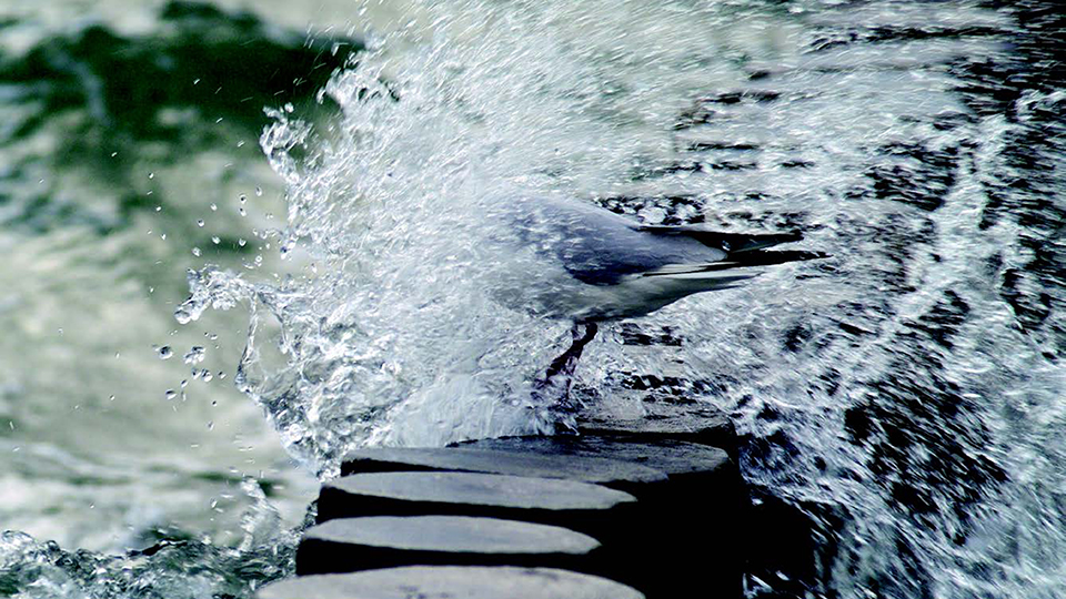 Photographer: Pixabay. Seagull that gets wave splashes over their heads.