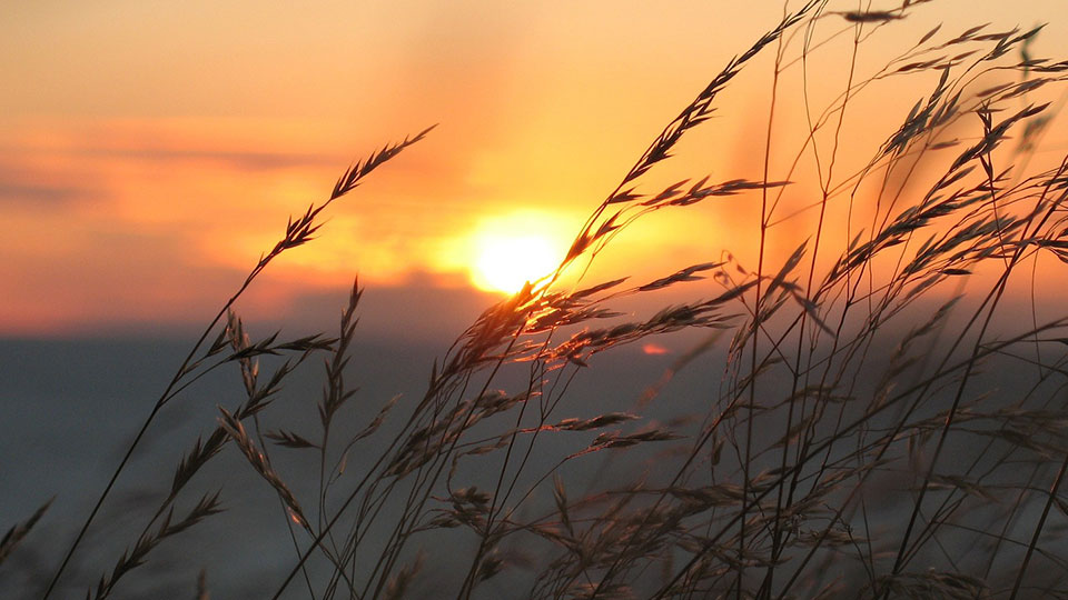 Grass in sunset.