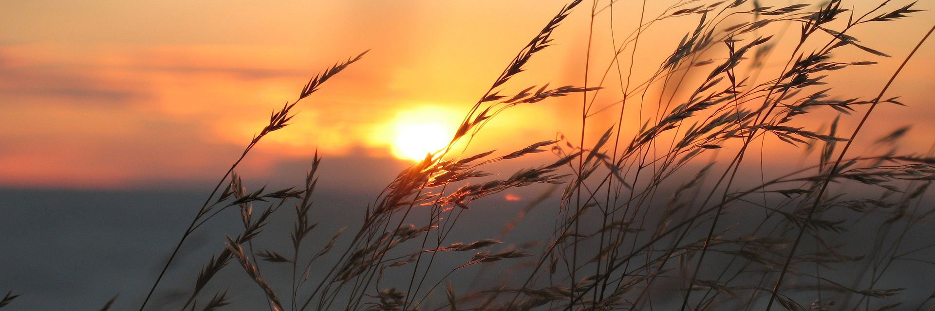Photographer: Pixoman
Agency: Pixabay Grass in sunset.