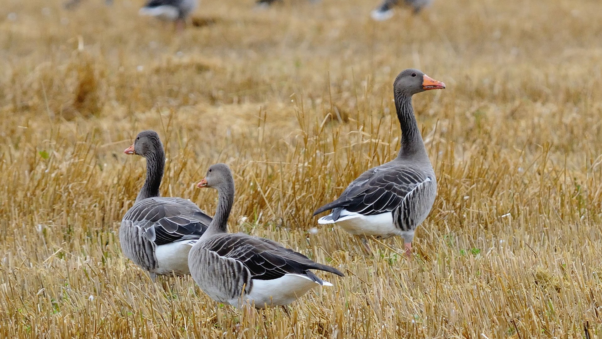 Tre stycken grågäss på ett fält
