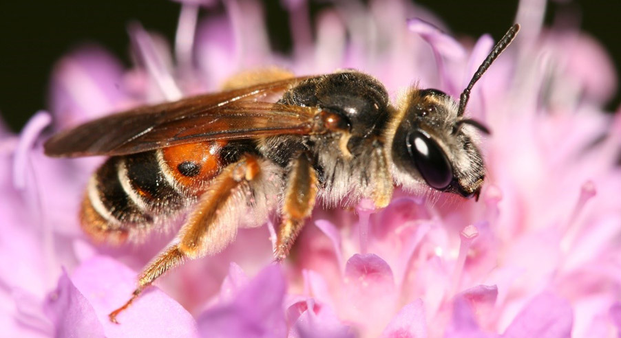 bi-lila-blomma.jpg