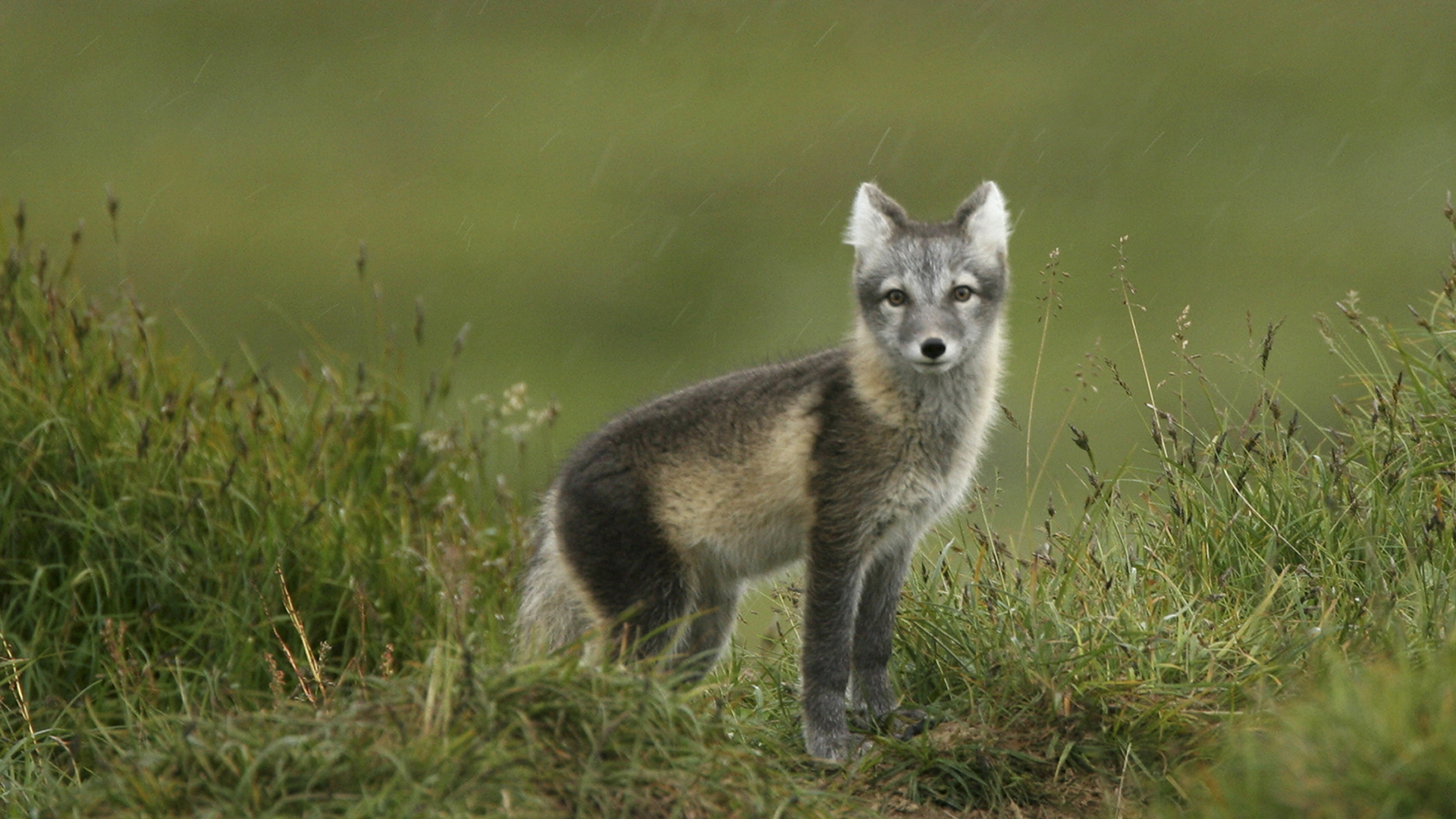 Fotograf: Tero Niemi
Bildbyrå: Johnér Fjällräv i gräset