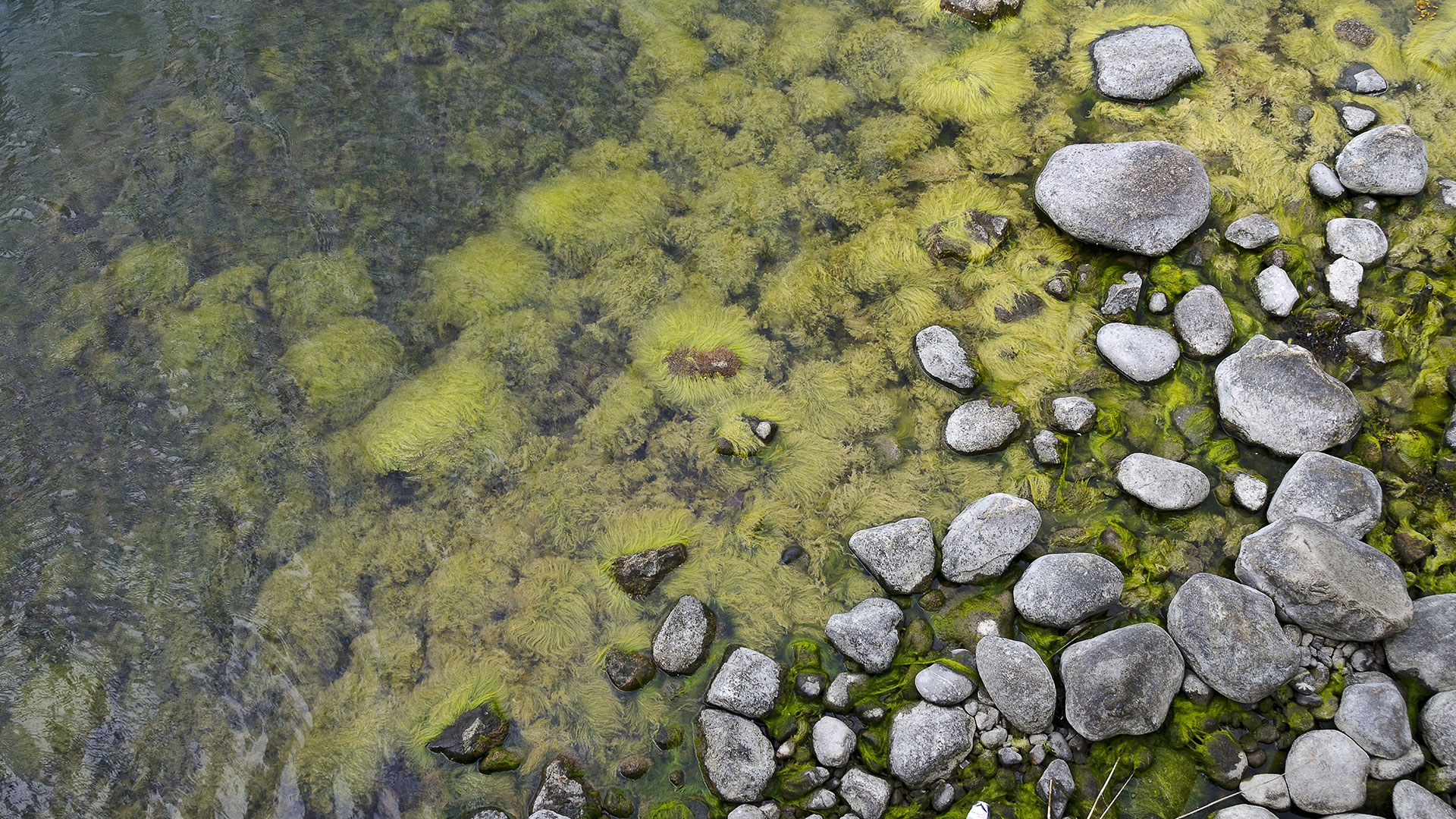 Stenar och sjögräs i vatten. 