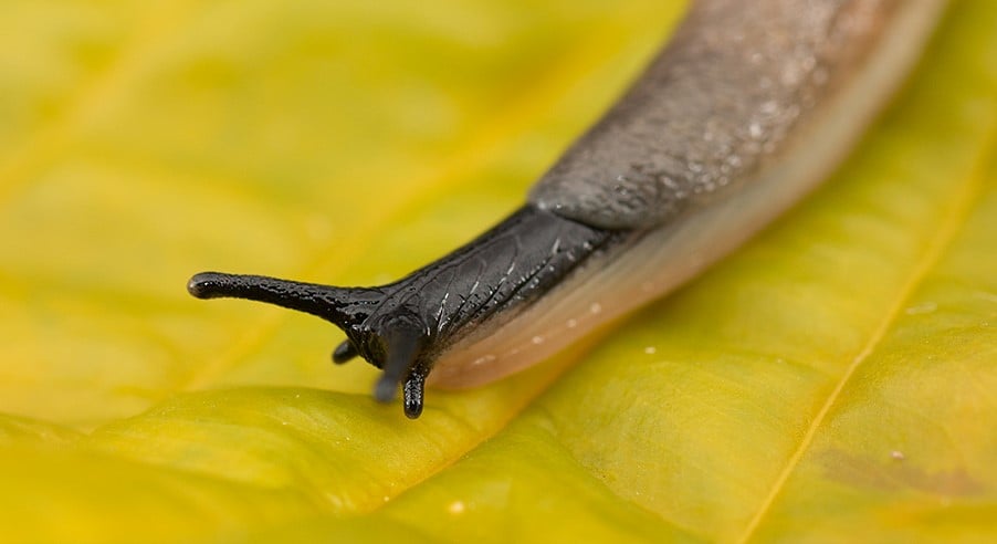 svarthuvad-snigel.jpg