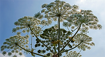 Tromsöloka (Heracleum persicum) med himmel i bakgrunden