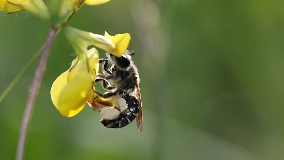 Fotograf: Erik Sjödin Märgsandelbi på en blomma
