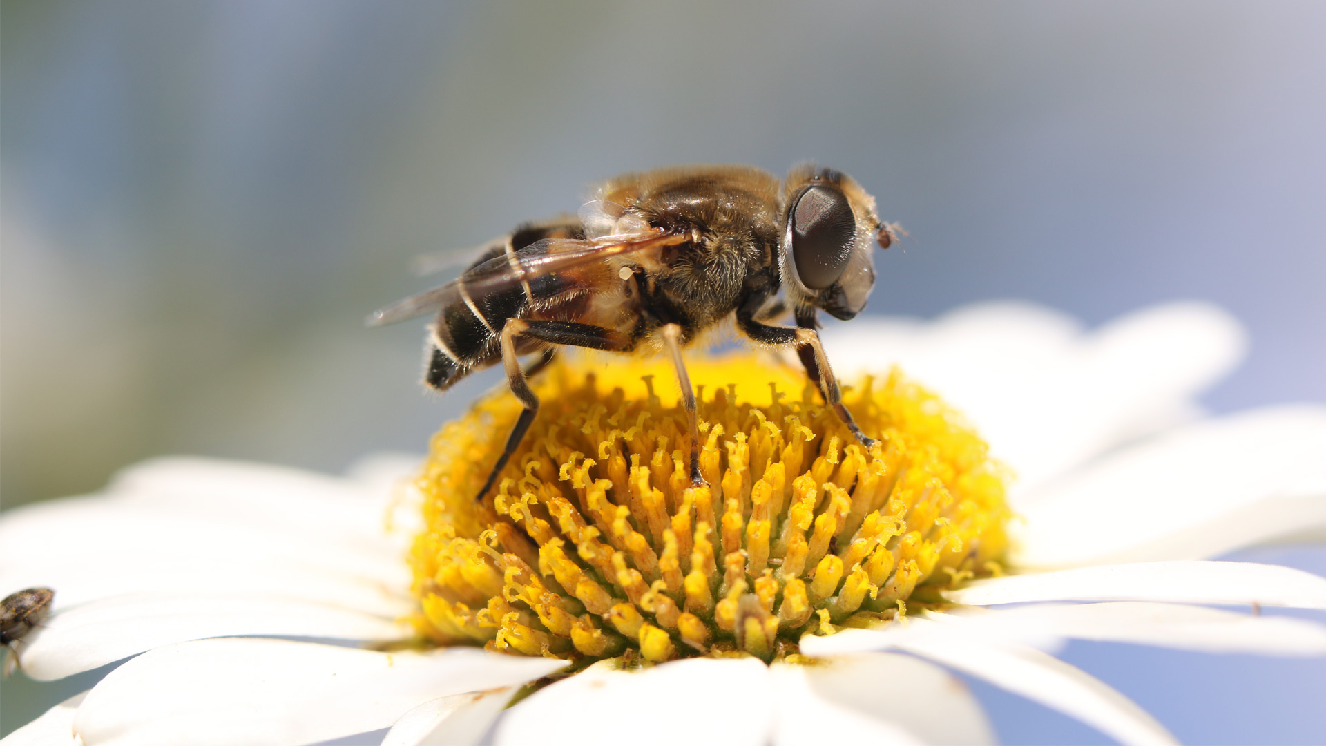 Pollinering