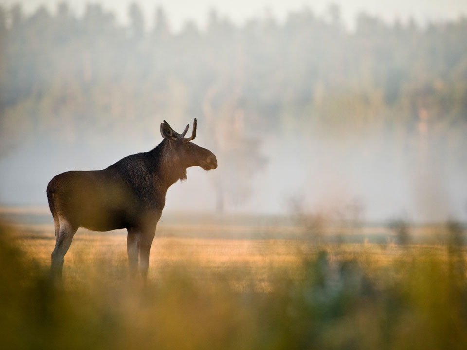 Fotograf: Mårten Dalfors
Bildbyrå: Johnér Ung älgtjur i åkerlandskap, Närke.