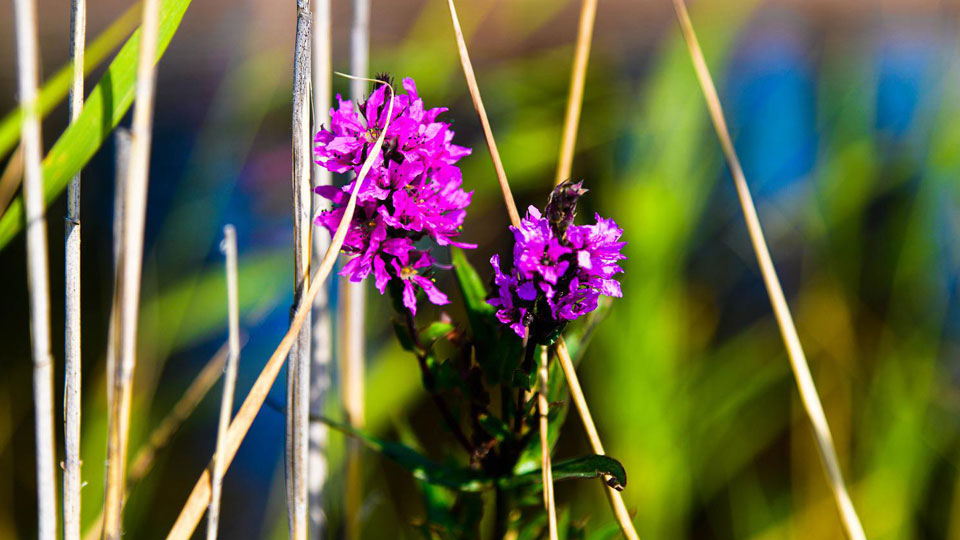 Bildbyrå: Pixabay Rosa blommor i vass, fackelblomster.