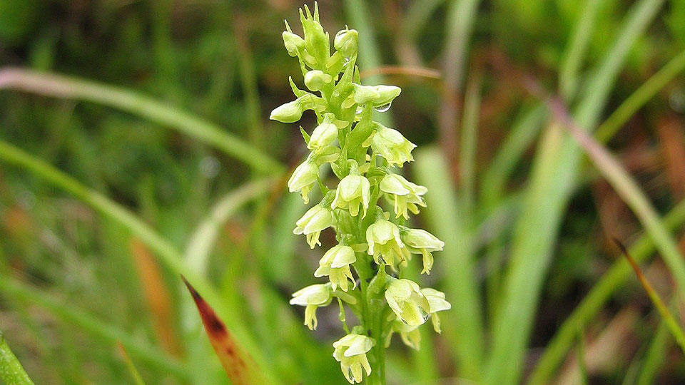 Fotograf: Tigerente, CC BY 3.0 <https://creativecommons.org/licenses/by/3.0>, via Wikimedia Commons Vityxne, Pseudorchis albida, en vit orkidé.