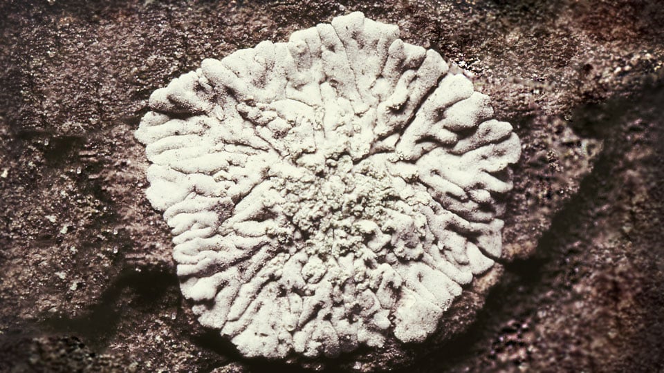 Skorpdagglav.