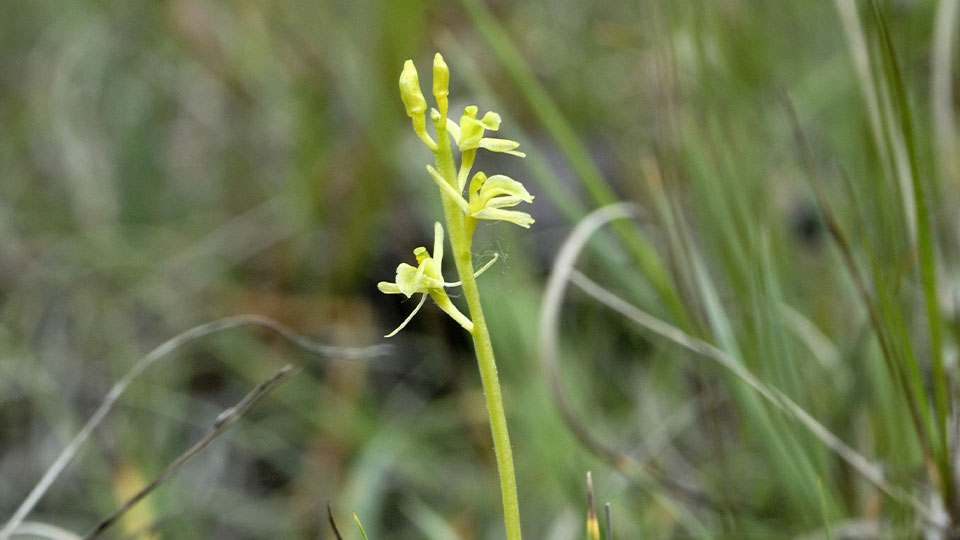 Fotograf: Hans Stieglitz, CC BY-SA 3.0 <https://creativecommons.org/licenses/by-sa/3.0>, via Wikimedia Commons Gulyxne (Liparis loeselii)