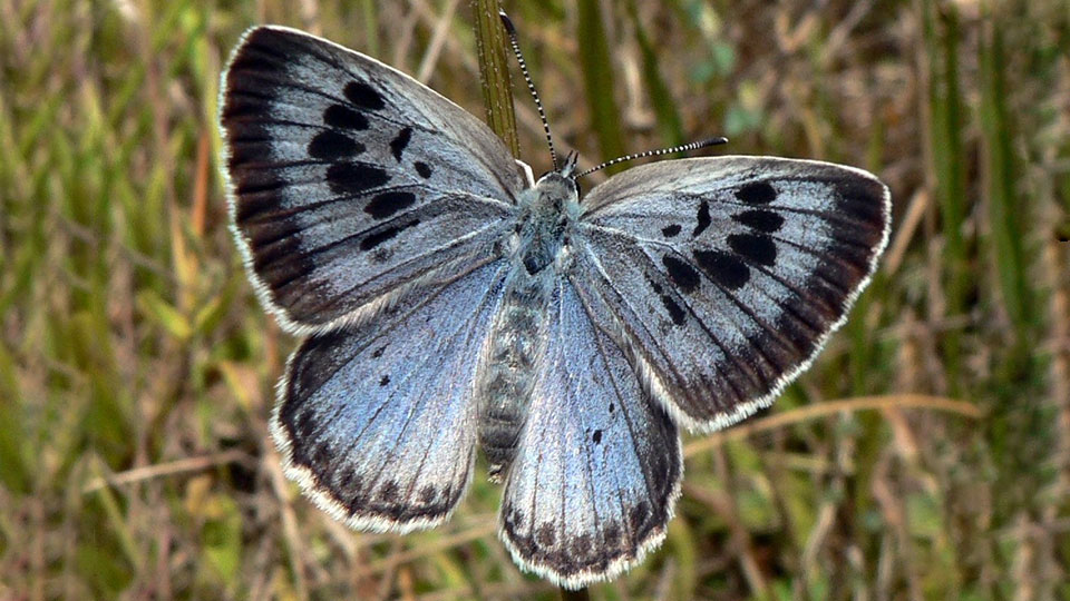 Fotograf: PJC&Co, CC BY-SA 3.0 <https://creativecommons.org/licenses/by-sa/3.0>, via Wikimedia Commons Svartfläckig blåvinge, Maculinea arion