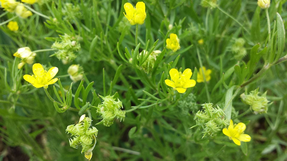 Fotograf: Stefan.lefnaer, CC BY-SA 4.0 <https://creativecommons.org/licenses/by-sa/4.0>, via Wikimedia Commons Åkerranunkel (Ranunculus arvensis).
