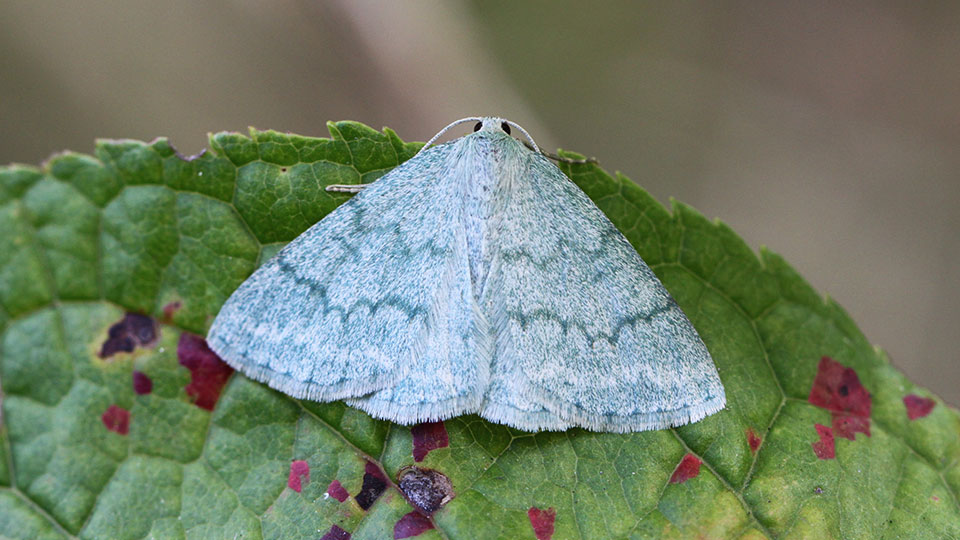 Fotograf: Slimguy, CC BY-SA 4.0 <https://creativecommons.org/licenses/by-sa/4.0>, via Wikimedia Commons Daggig ginstmätare, Pseudoterpna pruinata, blå vit mönstrad fjäril.