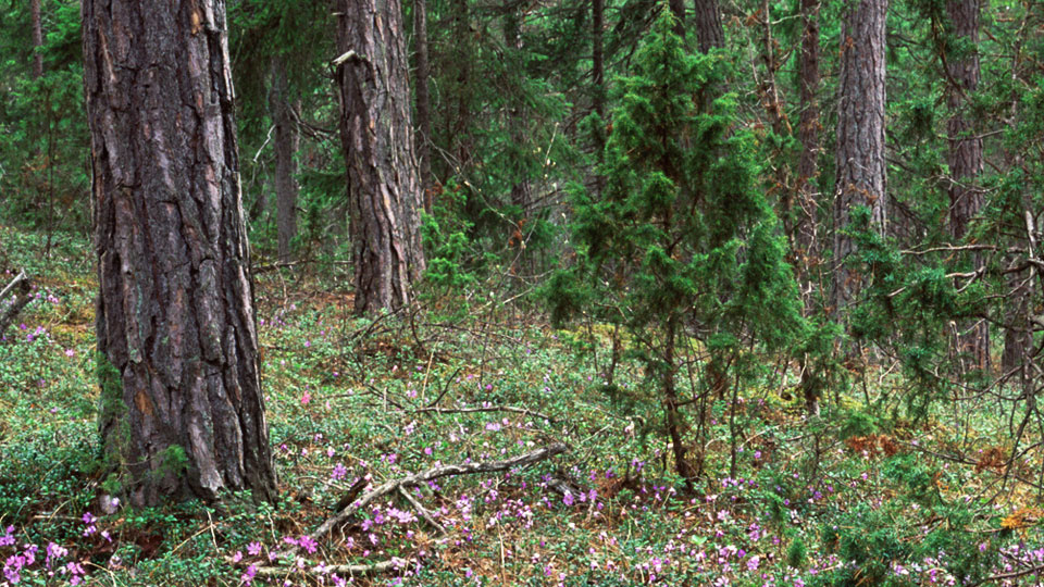 Kalktallskog med blåsippsmattor. Skog i tidig igenväxningssuccession, Gotland, Gothemhammar 2003.