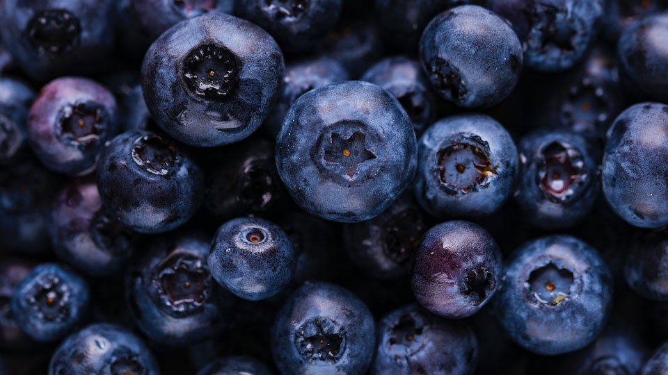 Bildbyrå: Pixabay Blåbär i närbild.