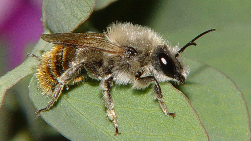 Hane av havsmurarbi (Osmia maritima) vid Haväng 2004 på blad av strandvial (Lathyrus japonicus).