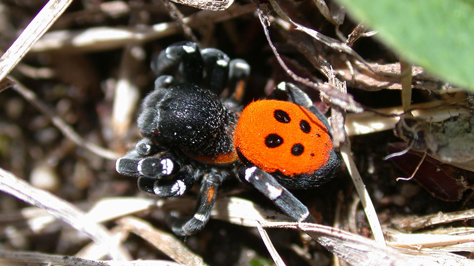 Nyckelpigespindel, Eresus sandaliatus, svart spindel med röd ovansida med fyra svarta prickar. 
