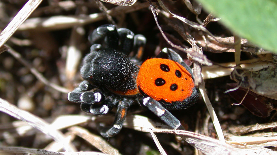Fotograf: Morten DD Hansen, CC0, via Wikimedia Commons Nyckelpigespindel, Eresus sandaliatus, svart spindel med röd ovansida med fyra svarta prickar.