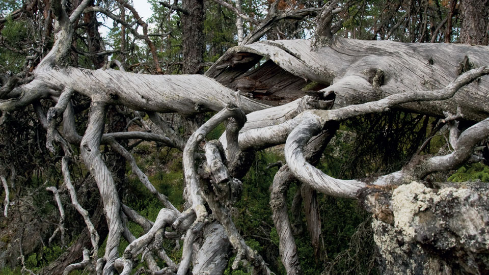 Äldre död tallved i naturskogsmiljö på Vitberget, Umeå i Västerbotten.