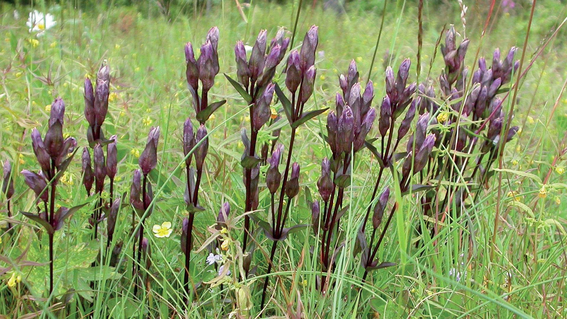 Senblommande fältgentiana, Remman, Hälsingland.