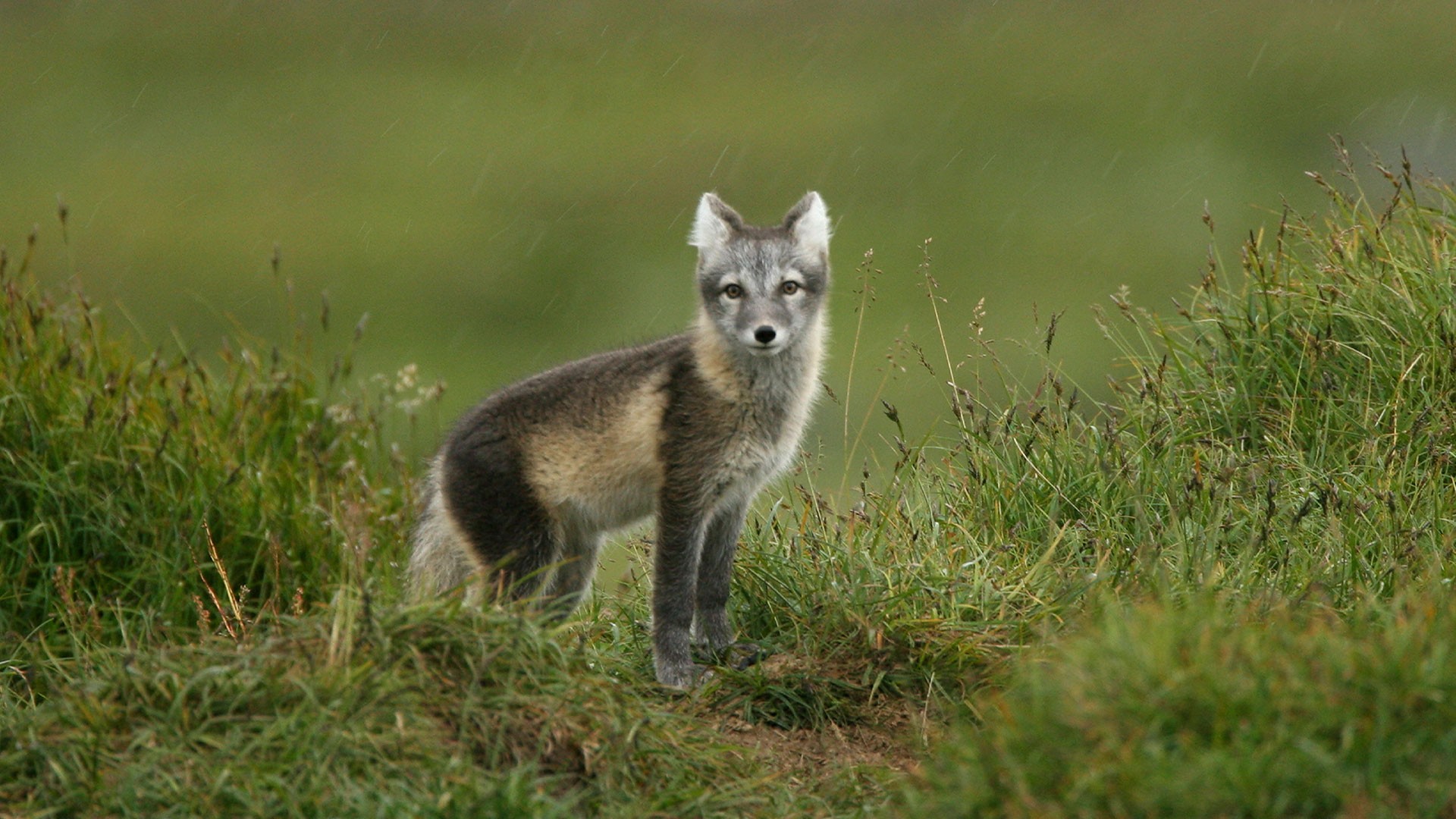 Fjällräv.