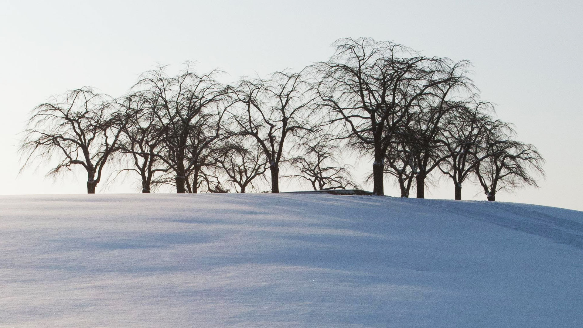 Träd på en kulle i vintertid, Skogskyrkogården. 