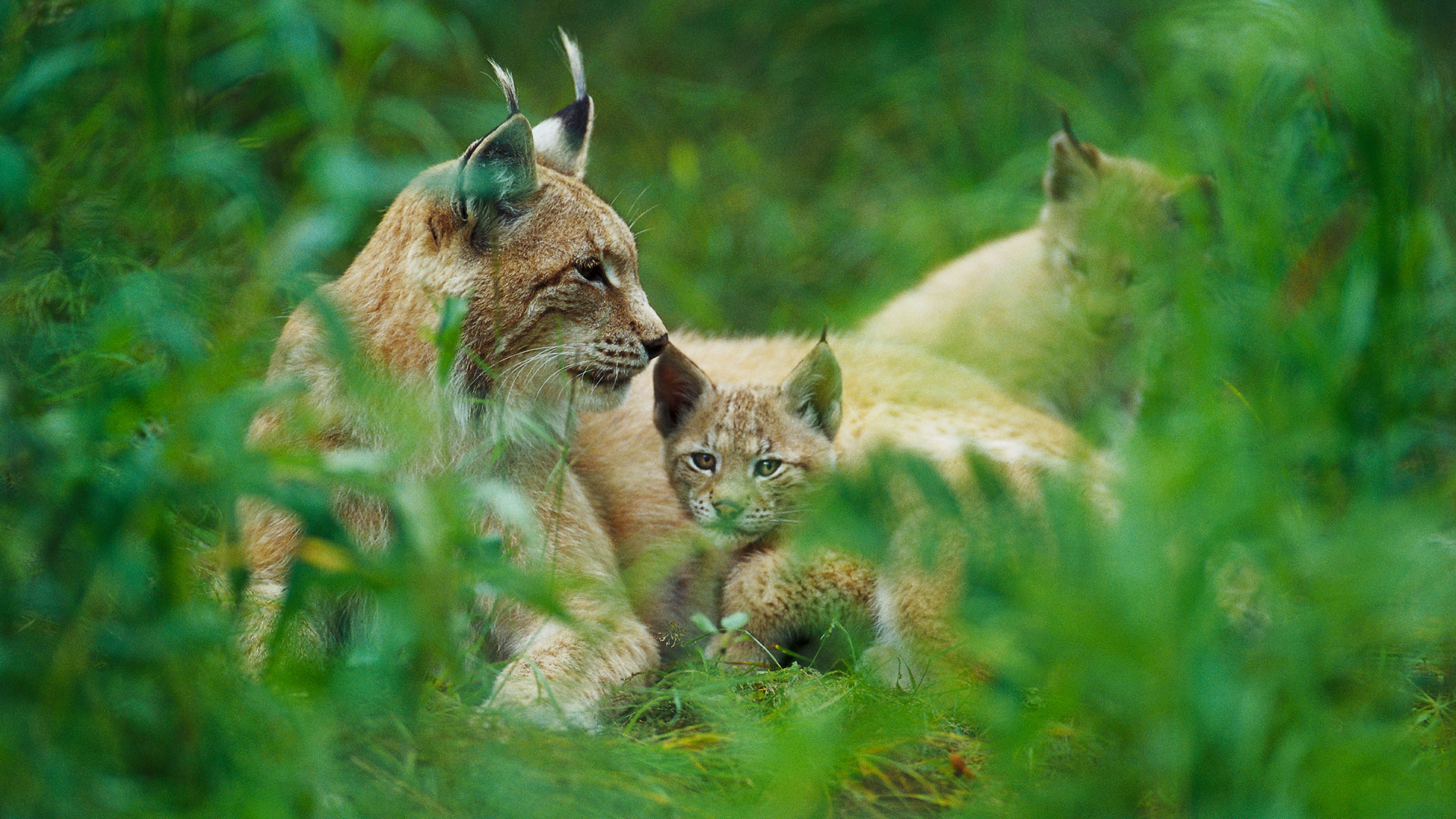 Lodjursfamilj.